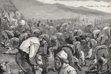 Sheepshearing no sul da Califórnia, de &39;The Century Illustrated Monthly Magazine&39;, de maio a outubro de 1883